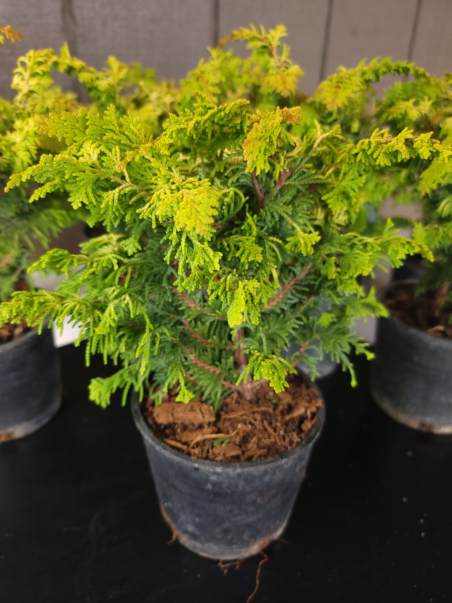 Chamaecyparis obtusa 'FERNSPRAY GOLD' – MiniForest