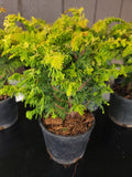 Chamaecyparis obtusa 'FERNSPRAY GOLD'