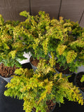 Chamaecyparis obtusa 'FERNSPRAY GOLD'