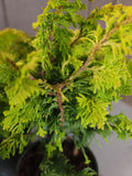 Chamaecyparis obtusa 'FERNSPRAY GOLD'