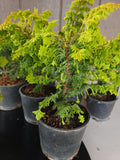 Chamaecyparis obtusa 'FERNSPRAY GOLD'