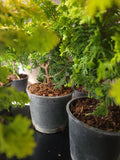 Chamaecyparis obtusa 'FERNSPRAY GOLD'