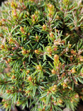 Picea glauca ‘BLUE PLANET’
