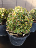 Picea glauca ‘BLUE PLANET’
