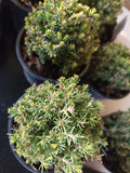 Picea glauca ‘BLUE PLANET’