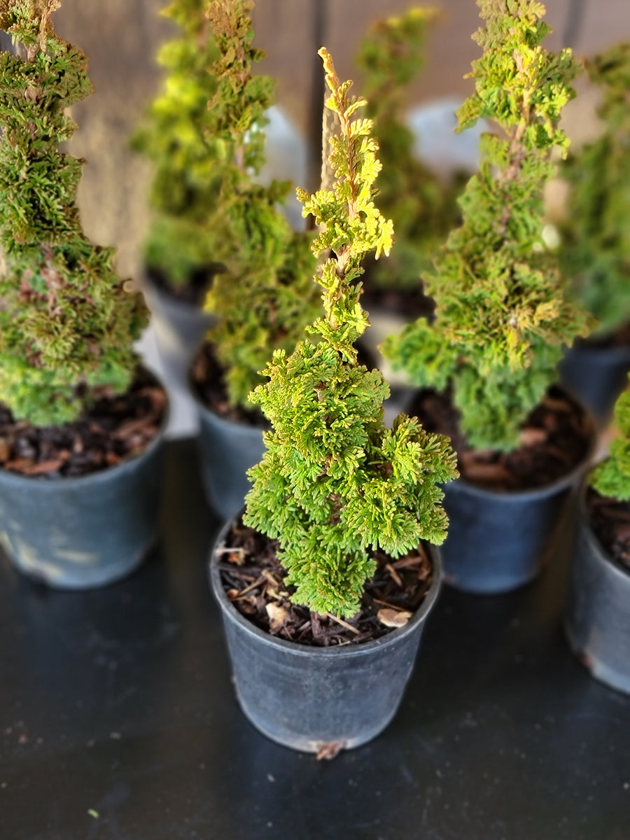 Thuja occidentalis 'PRIMO' – MiniForest