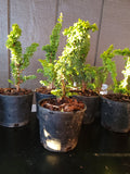 Chamaecyparis obtusa ‘CHIRIMEN’