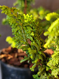 Chamaecyparis obtusa ‘CHIRIMEN’