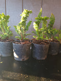 Chamaecyparis obtusa ‘CHIRIMEN’
