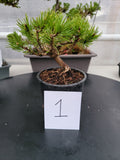 Oinus, mugo 'SLOWMOUND' Pre-Bonsai MF0141 #1