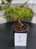 Oinus, mugo 'SLOWMOUND' Pre-Bonsai MF0141 #1