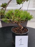 Oinus, mugo 'SLOWMOUND' Pre-Bonsai MF0141 #1