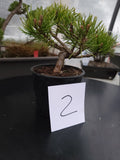 Oinus, mugo 'SLOWMOUND' Pre-Bonsai MF0142 #2
