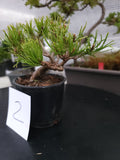 Oinus, mugo 'SLOWMOUND' Pre-Bonsai MF0142 #2