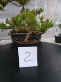 Oinus, mugo 'SLOWMOUND' Pre-Bonsai MF0142 #2