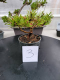 Oinus, mugo 'SLOWMOUND' Pre-Bonsai MF0143 #3