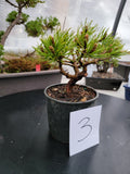 Oinus, mugo 'SLOWMOUND' Pre-Bonsai MF0143 #3