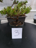 Oinus, mugo 'SLOWMOUND' Pre-Bonsai MF0143 #3