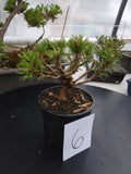 Oinus, mugo 'SLOWMOUND' Pre-Bonsai MF146