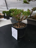Oinus, mugo 'SLOWMOUND' Pre-Bonsai MF146