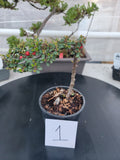 Cotoneaster dammeri 'STRIEB'S FINDLING' Pre-Bonsai  #1