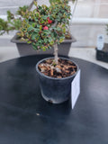 Cotoneaster dammeri 'STRIEB'S FINDLING' Pre-Bonsai  #1