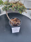Cotoneaster dammeri 'STRIEB'S FINDLING' Pre-Bonsai #2