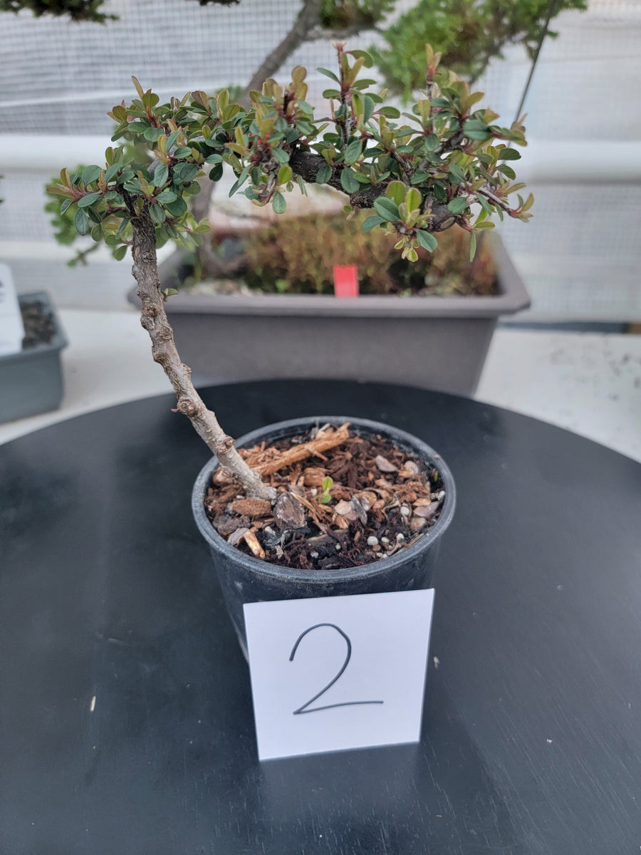 Cotoneaster dammeri 'STRIEB'S FINDLING' Pre-Bonsai #2 – MiniForest