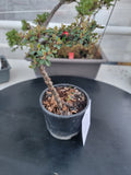 Cotoneaster dammeri 'STRIEB'S FINDLING' Pre-Bonsai #2
