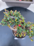 Cotoneaster dammeri 'STRIEB'S FINDLING' Pre-Bonsai #2