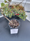 Cotoneaster dammeri 'STRIEB'S FINDLING' Pre-Bonsai #3