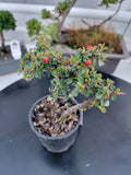 Cotoneaster dammeri 'STRIEB'S FINDLING' Pre-Bonsai #3