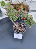 Cotoneaster dammeri 'STRIEB'S FINDLING' Pre-Bonsai #3