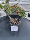Cotoneaster dammeri 'STRIEB'S FINDLING' Pre-Bonsai #3