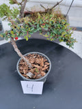 Cotoneaster dammeri 'STRIEB'S FINDLING' Pre-Bonsai  #4