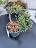 Cotoneaster dammeri 'STRIEB'S FINDLING' Pre-Bonsai  #4