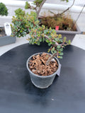 Cotoneaster dammeri 'STRIEB'S FINDLING' Pre-Bonsai  #4