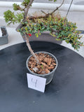 Cotoneaster dammeri 'STRIEB'S FINDLING' Pre-Bonsai  #4