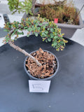 Cotoneaster dammeri 'STRIEB'S FINDLING' Pre-Bonsai #5