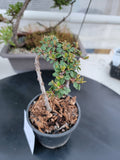 Cotoneaster dammeri 'STRIEB'S FINDLING' Pre-Bonsai #5