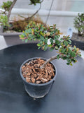 Cotoneaster dammeri 'STRIEB'S FINDLING' Pre-Bonsai #5