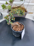 Cotoneaster dammeri 'STRIEB'S FINDLING' Pre-Bonsai #5