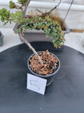 Cotoneaster dammeri 'STRIEB'S FINDLING' Pre-Bonsai #5