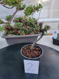 Cotoneaster microphyllus 'THYMINIFOLIUS' Pre-Bonsai #2