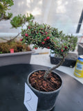 Cotoneaster microphyllus 'THYMINIFOLIUS' Pre-Bonsai #2