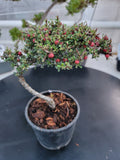 Cotoneaster microphyllus 'THYMINIFOLIUS' Pre-Bonsai #2