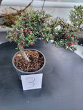 Cotoneaster microphyllus 'THYMINIFOLIUS' Pre-Bonsai #3