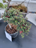 Cotoneaster microphyllus 'THYMINIFOLIUS' Pre-Bonsai #3