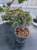 Cotoneaster microphyllus 'THYMINIFOLIUS' Pre-Bonsai #3