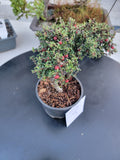 Cotoneaster microphyllus 'THYMINIFOLIUS' Pre-Bonsai #3